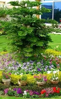 باغبانی درختان در فردیس