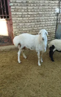 فروش قوچ چینی