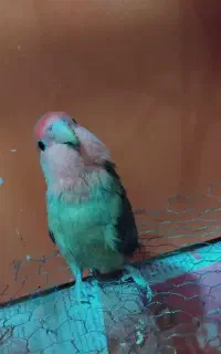 طوطی