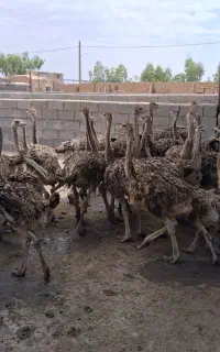 جوجه شترمرغ