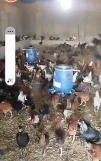 مرغ و خروس ۶ ماهه