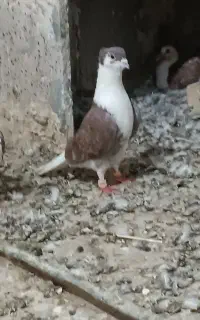 گمشده خواست