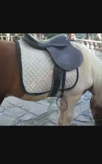 اسب فلابلا.پونی