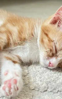 گربه بازی گوش