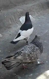 کبوتر گمشده