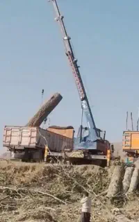 خرید انواع چوب صنعتی و باغی با بهترین قیمت.