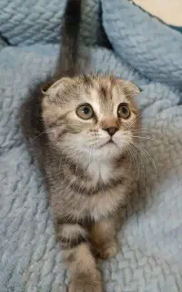 ۳عدد بچه گربه اسکاتیش