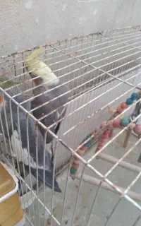 عروس هلندی جفت مولد