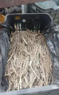 خوشه گرده نخل برای ناباروری