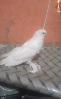 کفتر گریم ولی خوابونده بوده تا