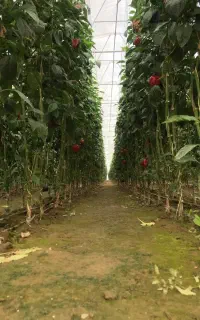 استخدام نیروی گلخانه