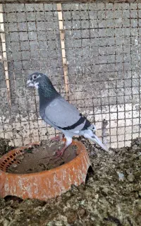 پلاکی شرط دور و جوجه