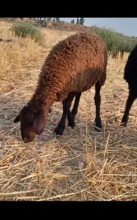 یک عدد ماده افشار