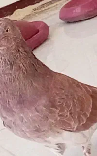مجسمه کپوت