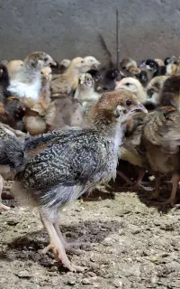 جوجه محلی درجه یک،گوشتی