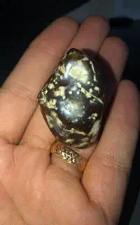 که ربا