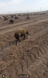 ۴۵راس گوسفند جوان (دامازخ)قاپی قویونی.