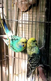 یک جفت مرغ عشق کهنه رنگ خاص اسپانگل