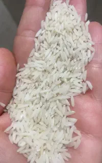 برنج دم سیاه
