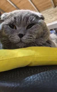 اسکاتیش نر بلو