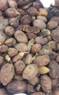ضایعات خرمابرای دام