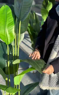 درختچه مصنوعی پخش و تکی