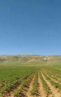 کارگر آبیار