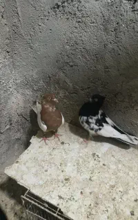 یه جفت نر ماده کله دم سیاه و نر کله سرخ