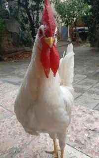 خروس ماشینی شش ماهه