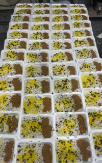 تهیه غذا