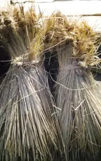پیج کولش