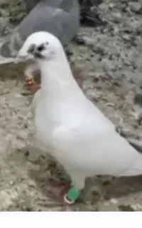 کفتر گمشده