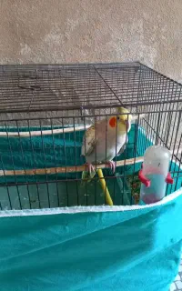 عروس هلندی