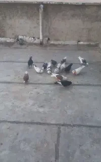 کبوتر