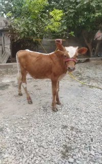نر گوساله محلی چالاک