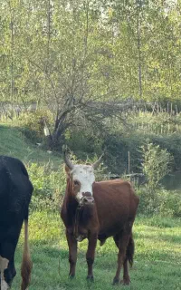 گاو نر - ورزا چالوسی