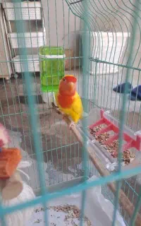 پرنده