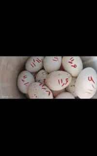 خروس سیبرایت وتخم سیبرایت نطفه دارتازه