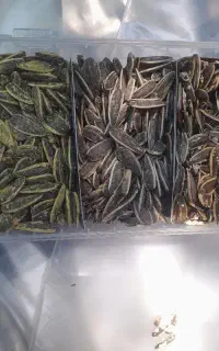 تخمه