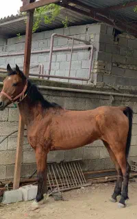 اسب مادیان شجره انسیاتور