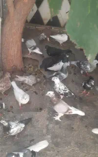 کبوتر