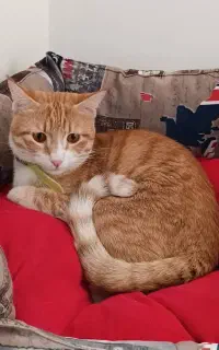 گربه نر عقیم شده یکساله