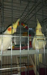 فروش عروس هلندی بالغ تخم گذار