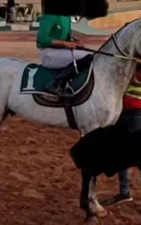 فروش اسب کورسی