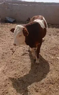گوساله سیمینتال اصل کردستان