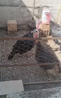 ۴ عدد بوقلمون