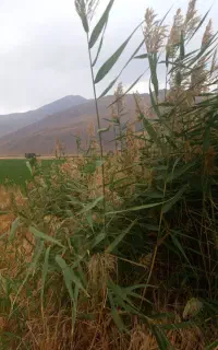 فروش کود اوره