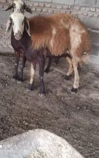 گوسفند جوان ابستن یکجا