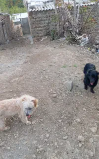 سگ پاکوتا