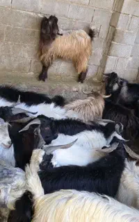 کهره نر پرواری چاق